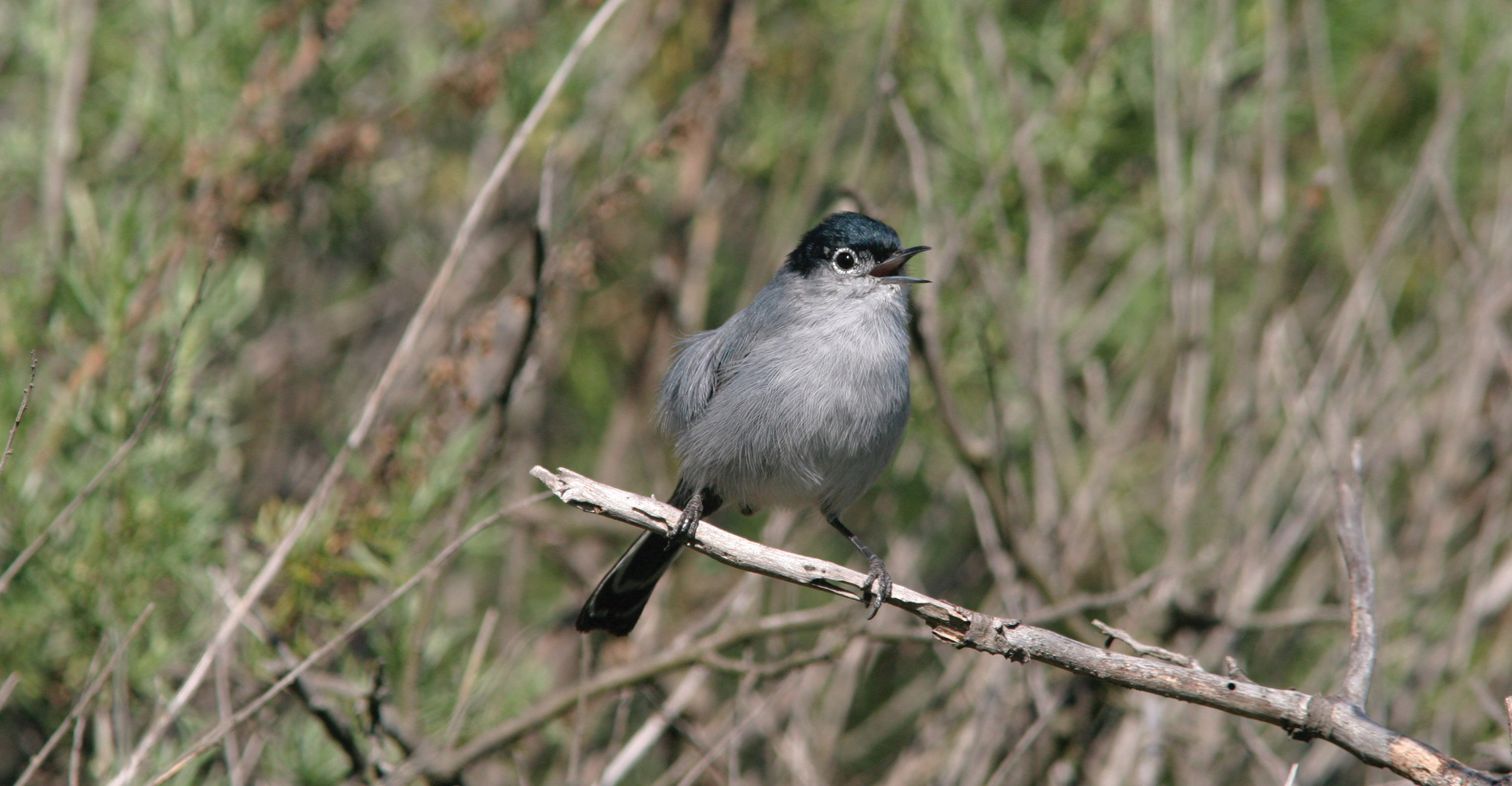 California Gnatcatcher